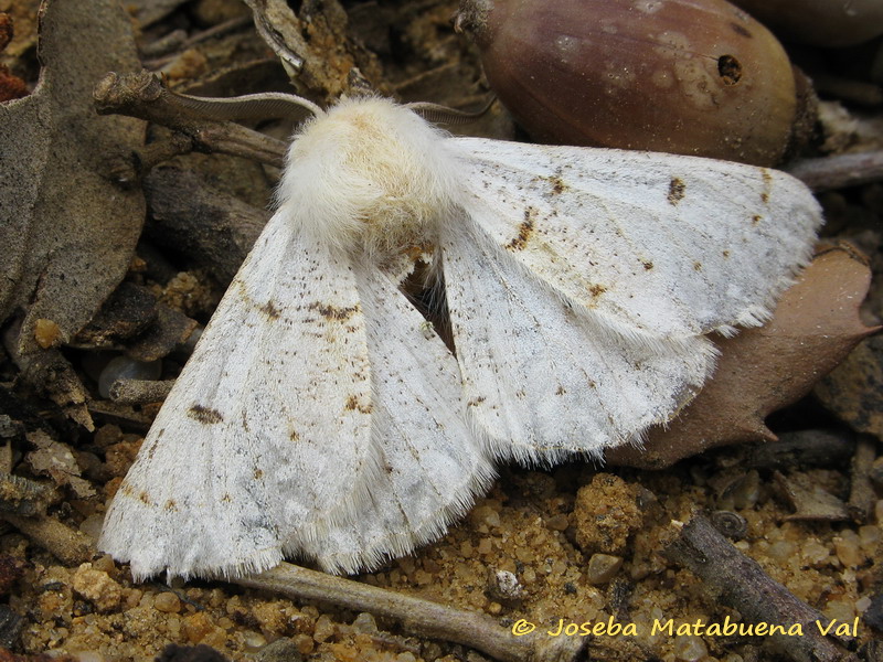 Da determinare - Dyscia (Rjabovana) lentiscaria, Geometridae